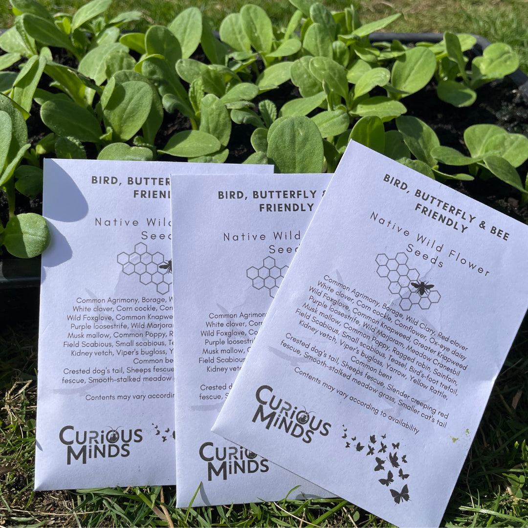 Curious Minds Bird, Bee & Butterfly Friendly Native Wild Flower Seeds (12 packs)